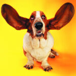 Humorvolles Katzen- im Übrigen Hunde-Ratespiel